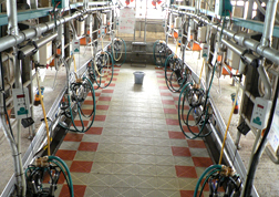 パーラー搾乳施設