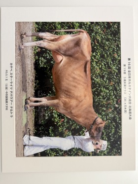 カヤベ　スターライツ　デバウアー　テルトラ